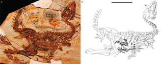 ฮวาตาโนซอรัส (Huadanosaurus)