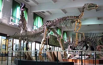 ฮวาลลาซอรัส (Huallasaurus)