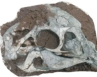 ฮวานหนานซอรัส (Huanansaurus)