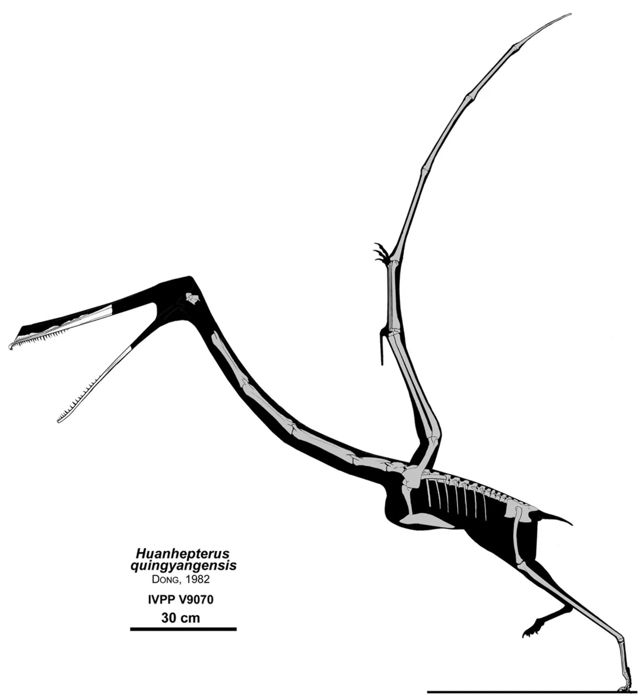 ฮวนเหอปเทอรัส (Huanhepterus)