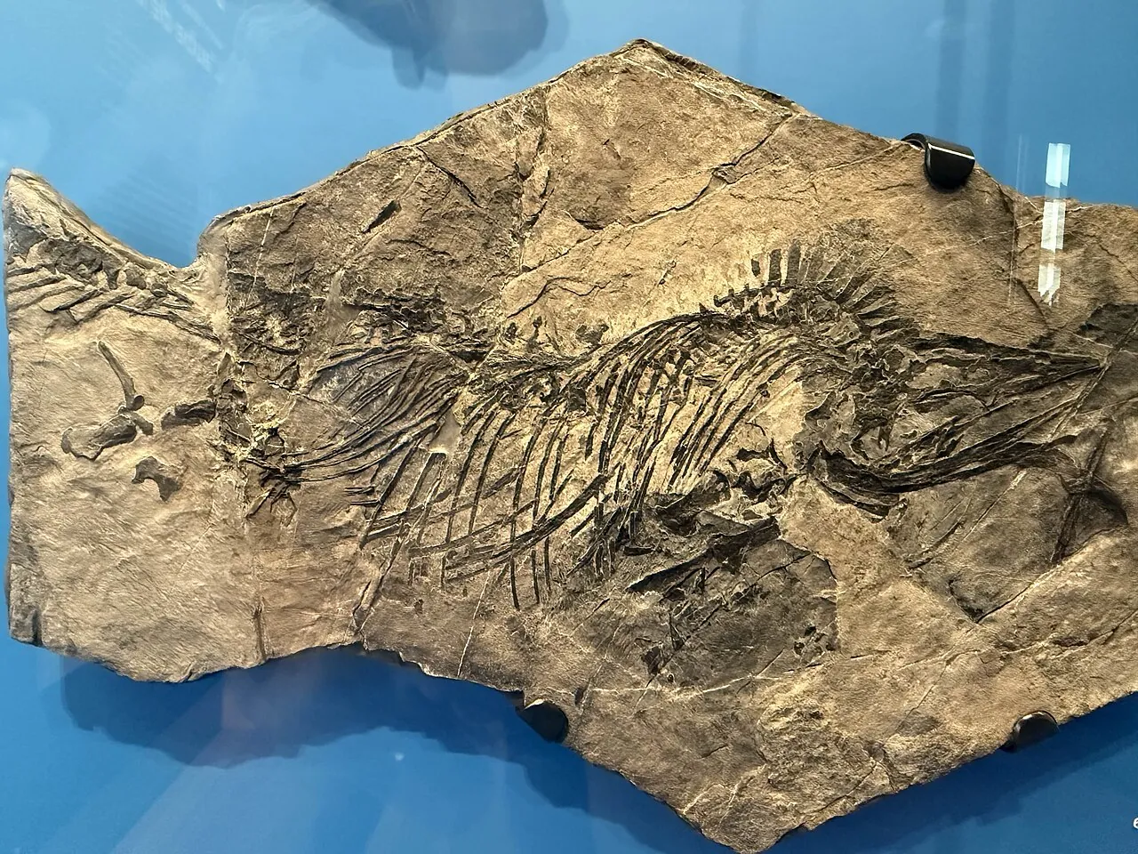 ฮัดสันเอลพีเดีย (Hudsonelpidia)
