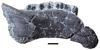 ฮังการอซอรัส (Hungarosaurus)
