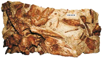 ไฮโลซอรัส (Hylosaurus)