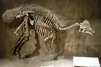 ไฮพาโครซอรัส (Hypacrosaurus)