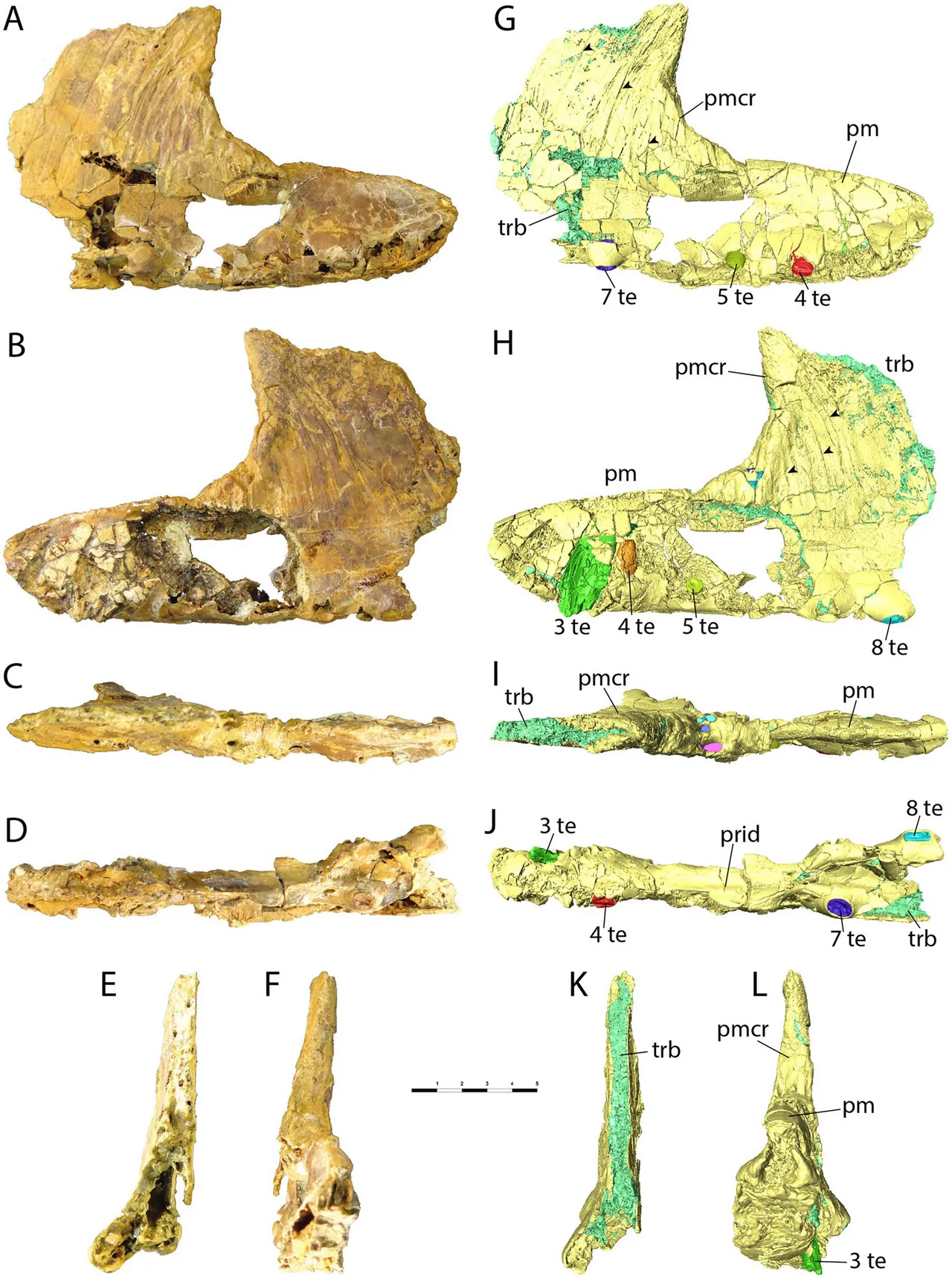 อิเบโรแด็กทิลัส (Iberodactylus)
