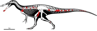 อิเบโรสไปนัส (Iberospinus)