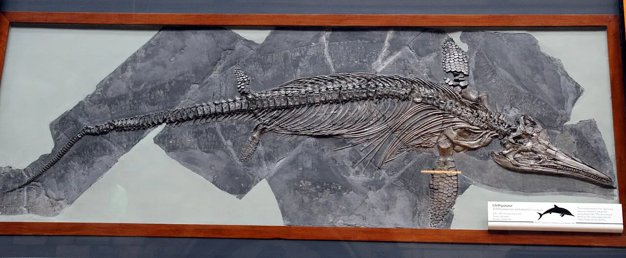 อิกทิโอซอรัส (Ichthyosaurus)