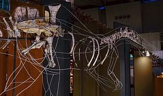 อิกทิโอเวเนเตอร์ (Ichthyovenator)