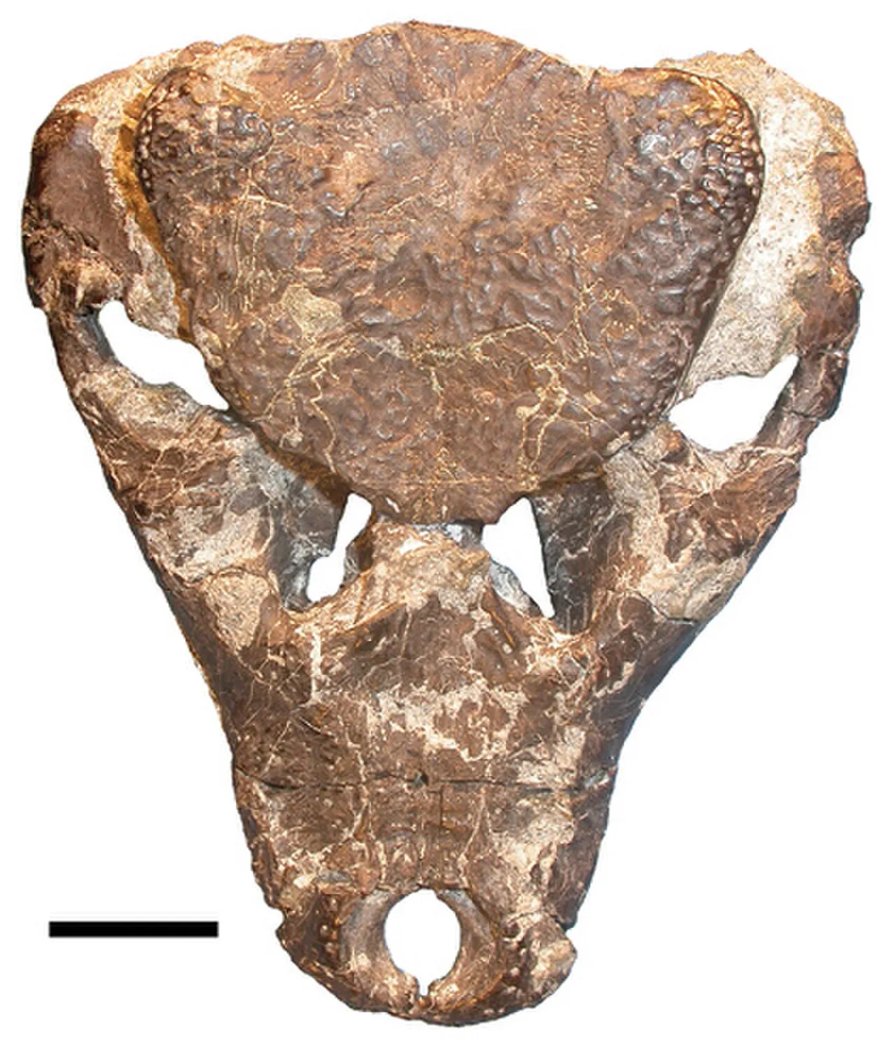 อิฮาร์คูโตซูคัส (Iharkutosuchus)