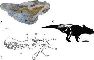 อิสคิโอเซอราทอปส์ (Ischioceratops)