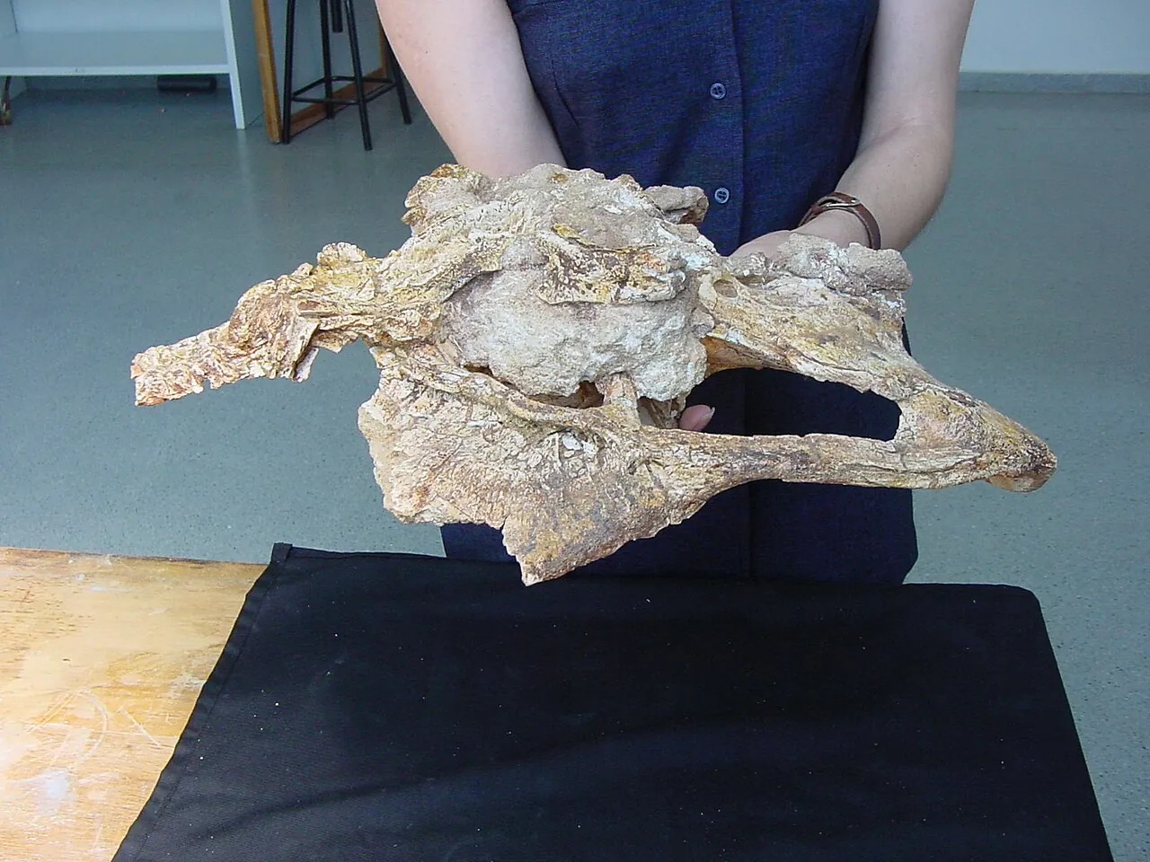 อิสเซโลซอรัส (Isselosaurus)