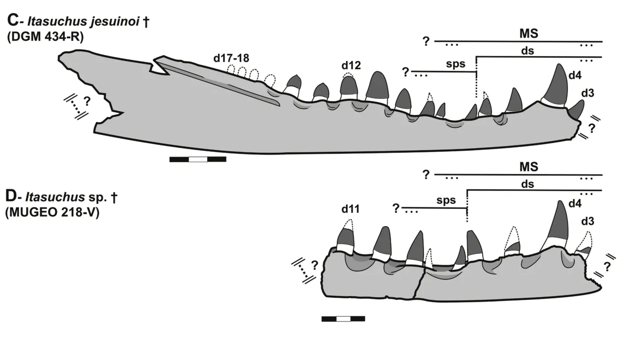 อิตาซูคัส (Itasuchus)