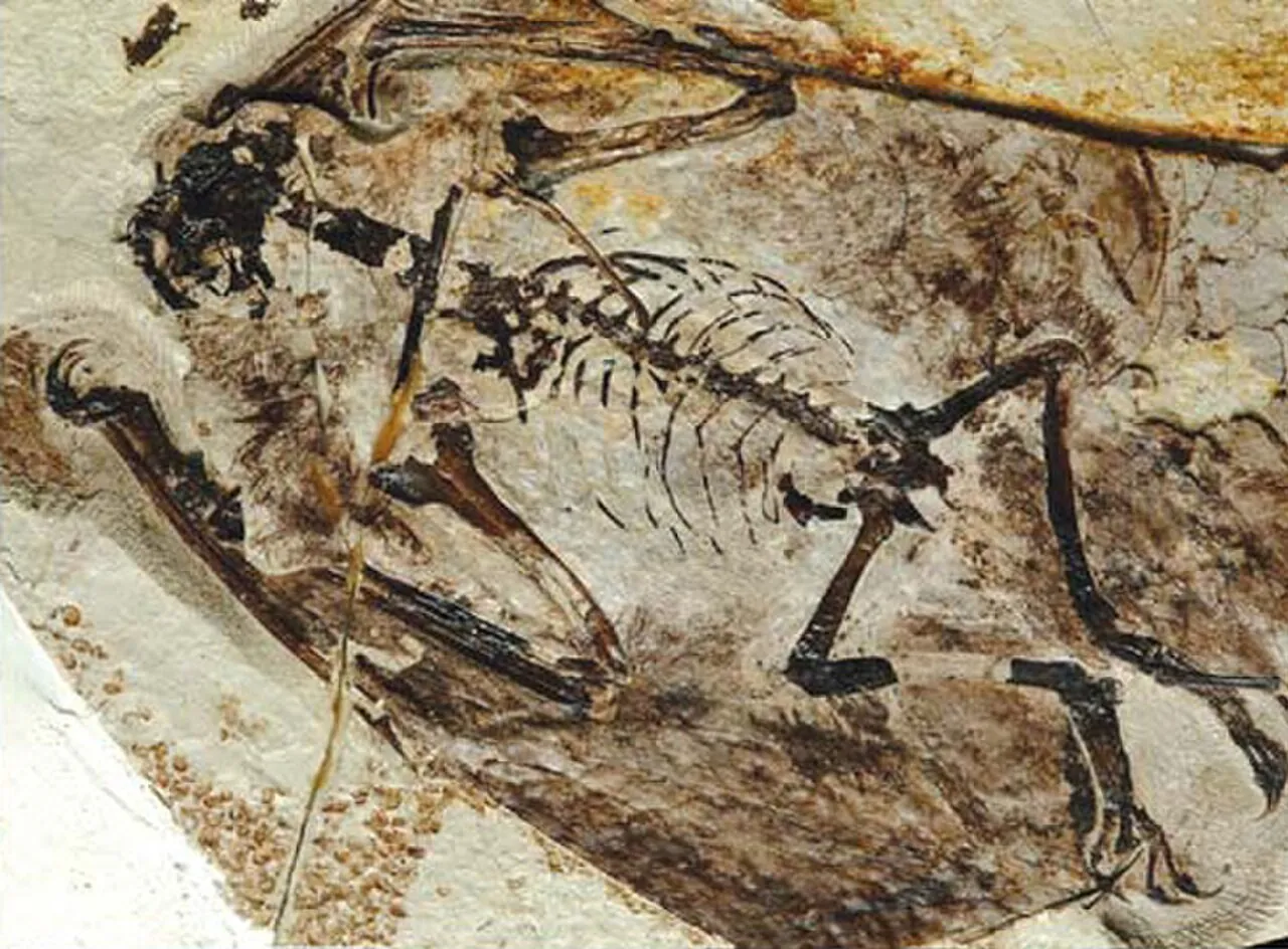 เจโฮลอปเทอรัส (Jeholopterus)