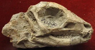 เจโฮโลซอรัส (Jeholosaurus)