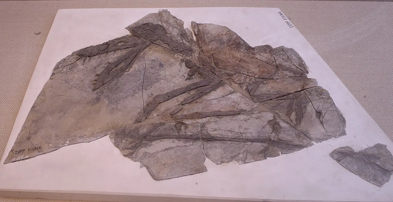 เจียนชางนาทัส (Jianchangnathus)