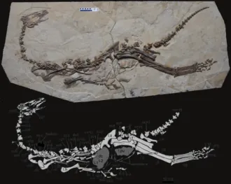 เจียนชางโนซอรัส (Jianchangosaurus)