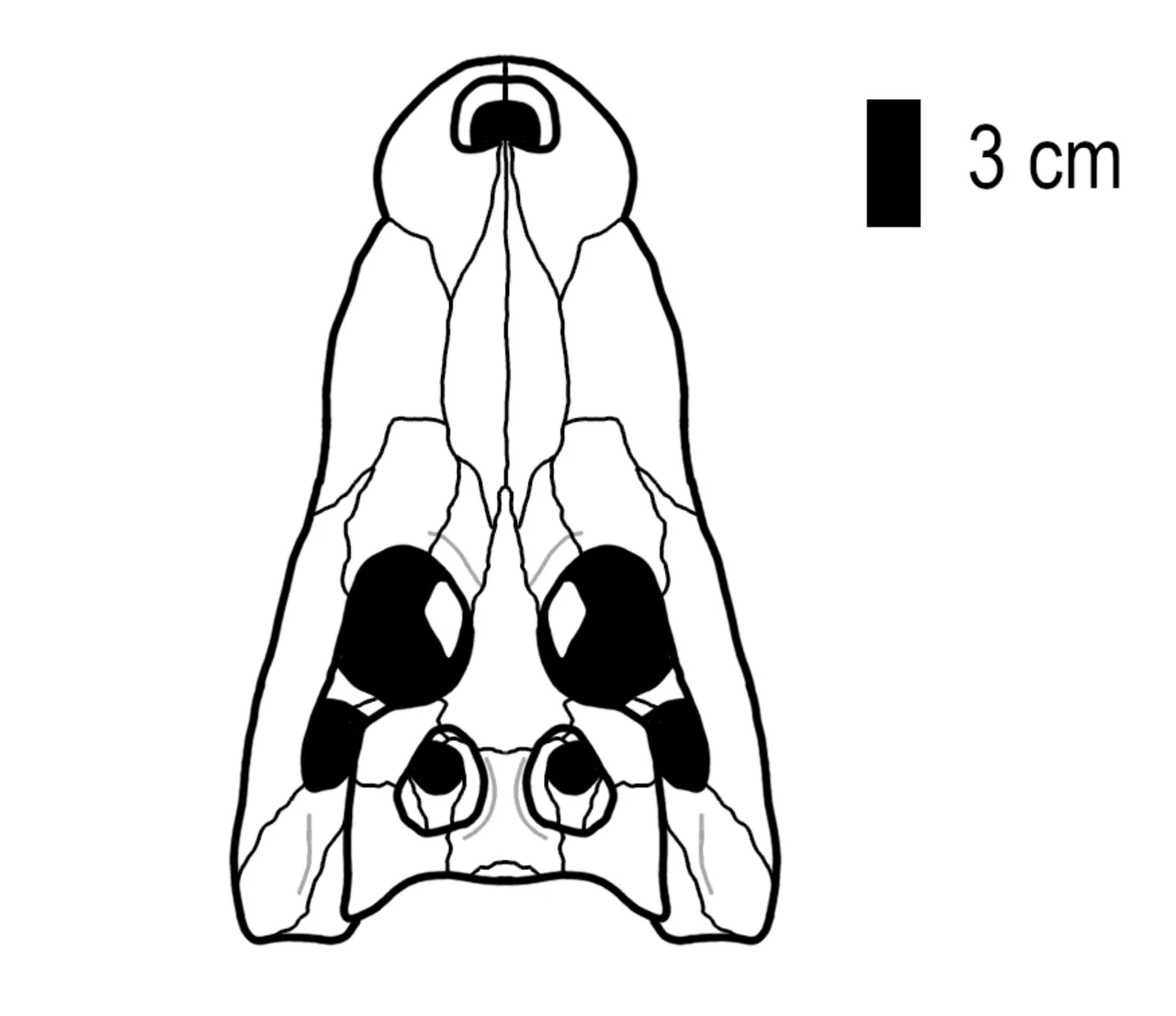 เจียงซีซูคัส (Jiangxisuchus)