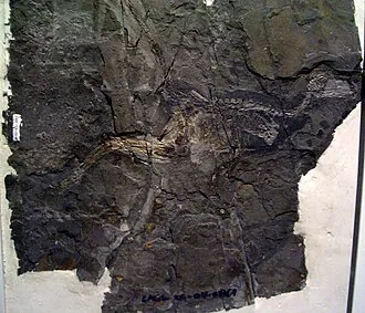 จินเฟิงออปเทอริกซ์ (Jinfengopteryx)
