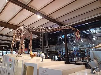 คาอาเทโดคัส (Kaatedocus)