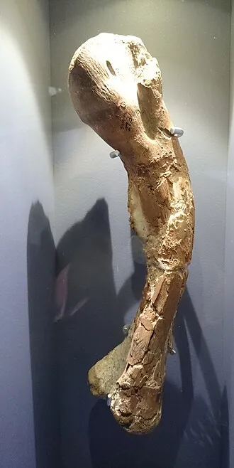 คังนาซอรัส (Kangnasaurus)