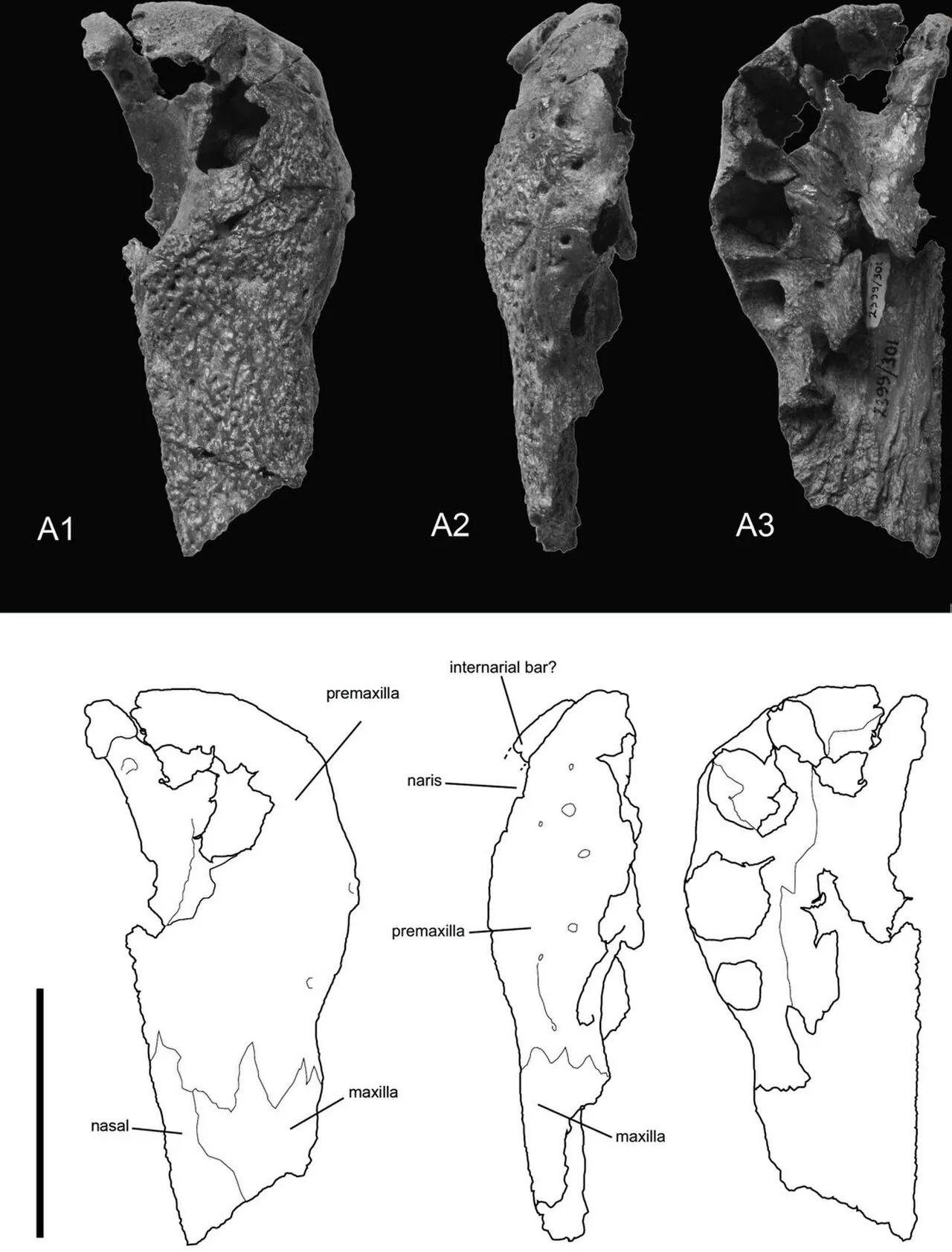 คันไซซูคัส (Kansajsuchus)
