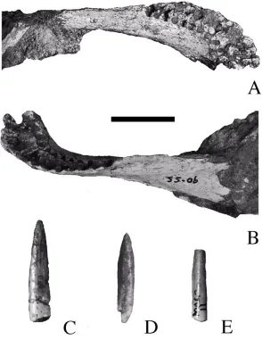 คารองกาซอรัส (Karongasaurus)