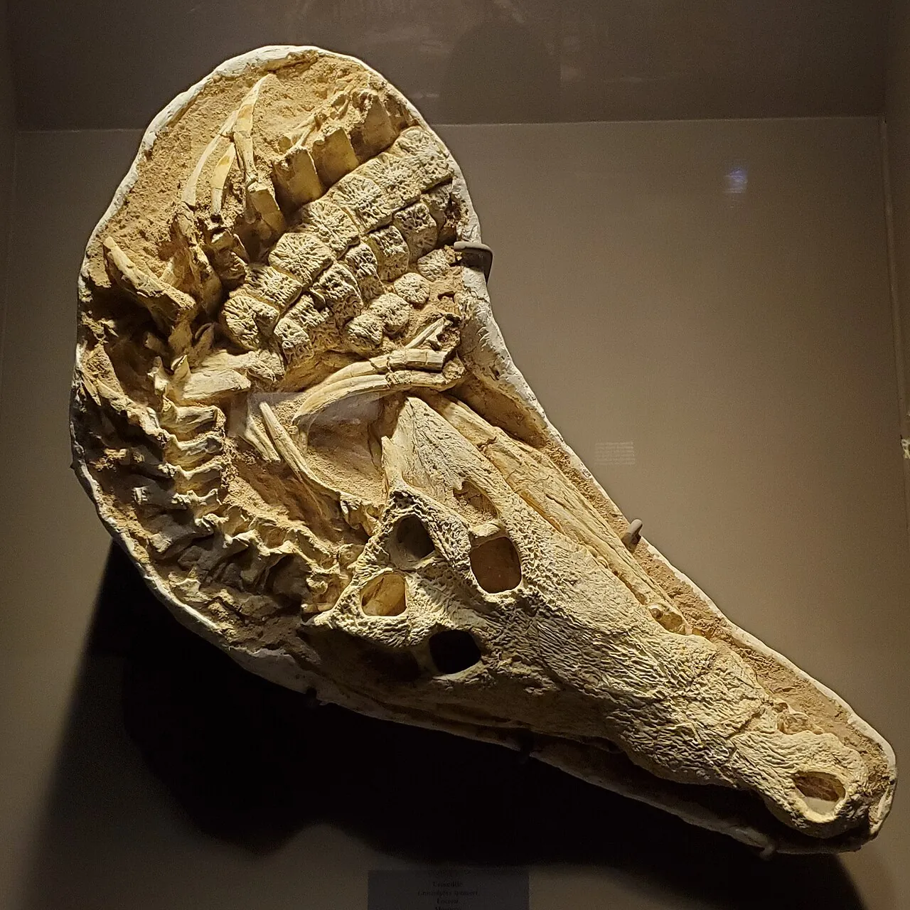 เคนทิซูคัส (Kentisuchus)