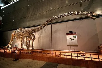 คลามีลิซอรัส (Klamelisaurus)