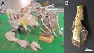 โคเรียโนซอรัส (Koreanosaurus)