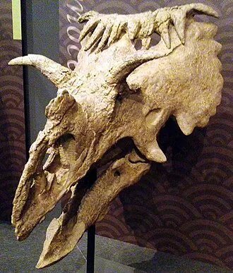 คอสมอเซราทอปส์ (Kosmoceratops)