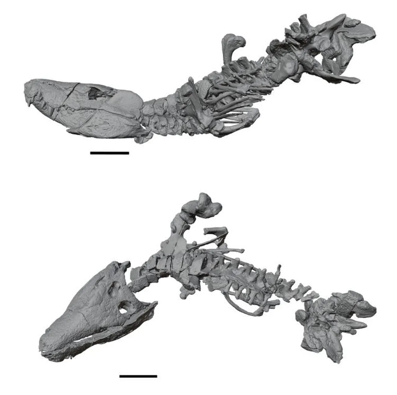 โคสเทนซูคัส (Kostensuchus)