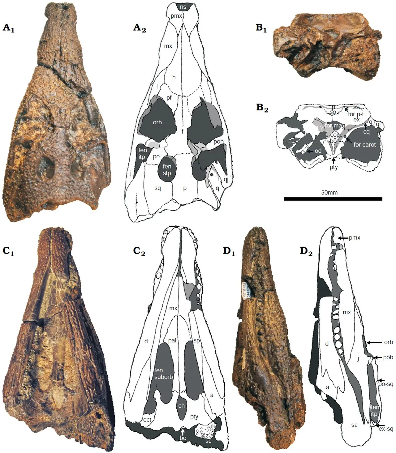 คูมพิโอดอนโทซูคัส (Koumpiodontosuchus)