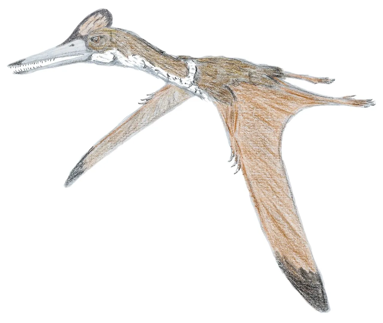 คริปโตดราคอน (Kryptodrakon)