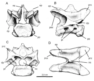 ลีวิซูคัส (Laevisuchus)