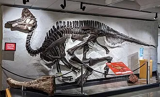 แลมบีโอซอรัส (Lambeosaurus)
