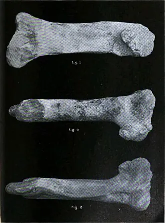 ลาเมตาซอรัส (Lametasaurus)