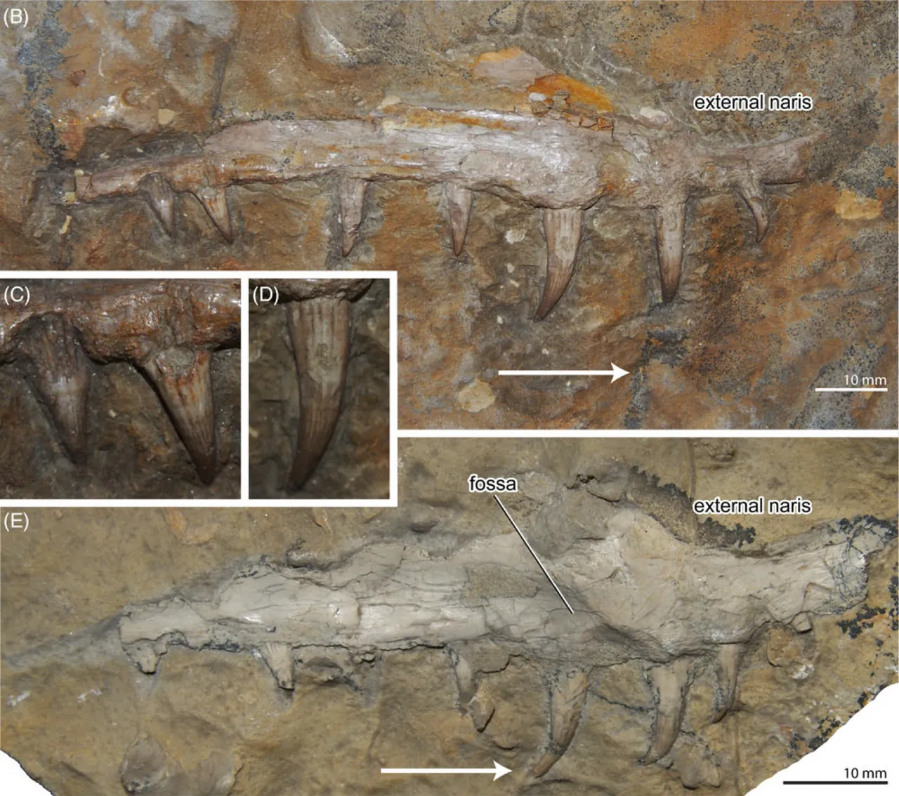 แลมโพรซอรอยดีส (Lamprosauroides)