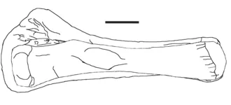ลาพลาตาซอรัส (Laplatasaurus)
