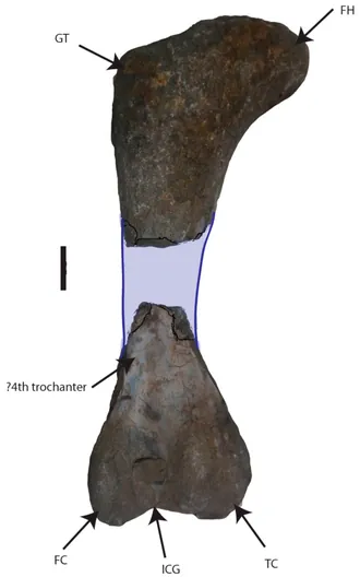 ลัปปาเรนโตซอรัส (Lapparentosaurus)