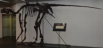 ลาติไรนัส (Latirhinus)