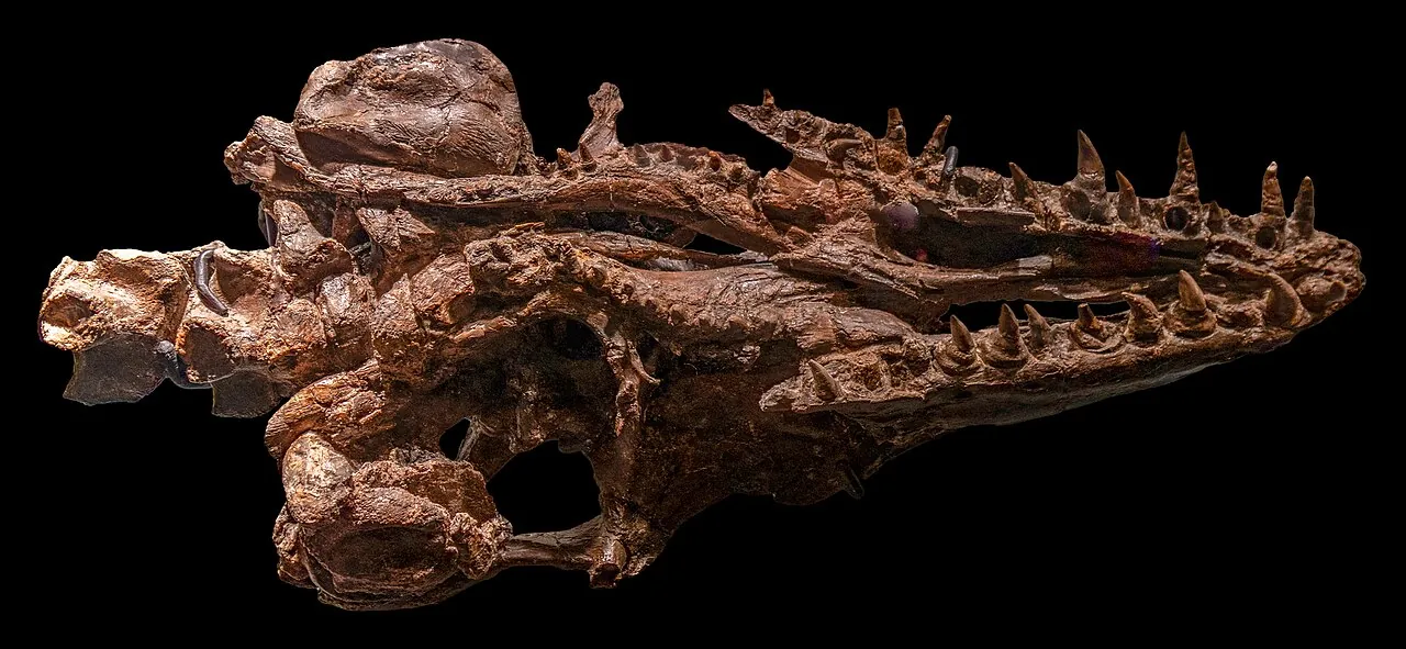 ลาโตเพลตคาร์ปัส (Latoplatecarpus)