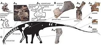 ลาโวคาทิซอรัส (Lavocatisaurus)