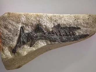 ลีเอลลีนาซอรา (Leaellynasaura)