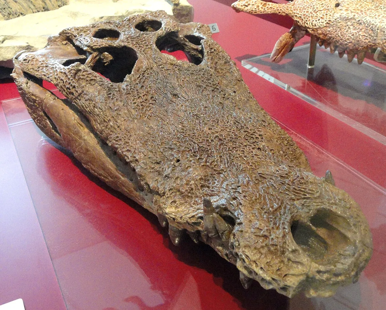 ไลดีโอซูคัส (Leidyosuchus)