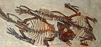 เลปโตเซราทอปส์ (Leptoceratops)
