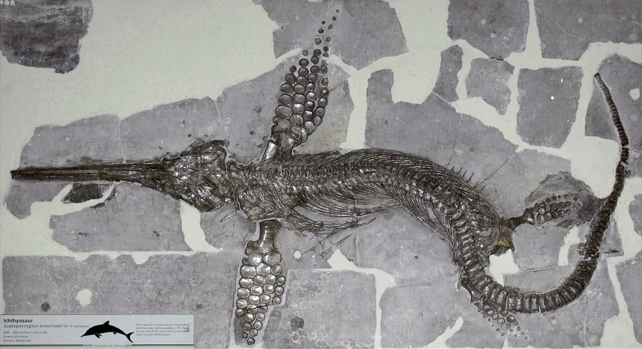 เลปโตเนกเตส (Leptonectes)