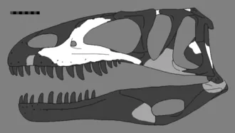 เล่ชานซอรัส (Leshansaurus)