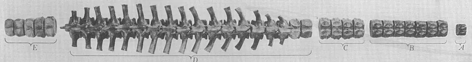 เลอโรสปอนดิลัส (Leurospondylus)