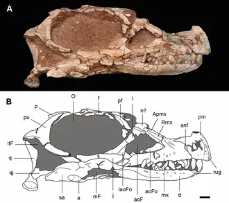 เลเยซอรัส (Leyesaurus)