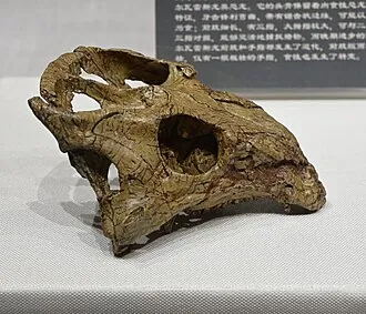 เหลียวเซอราทอปส์ (Liaoceratops)